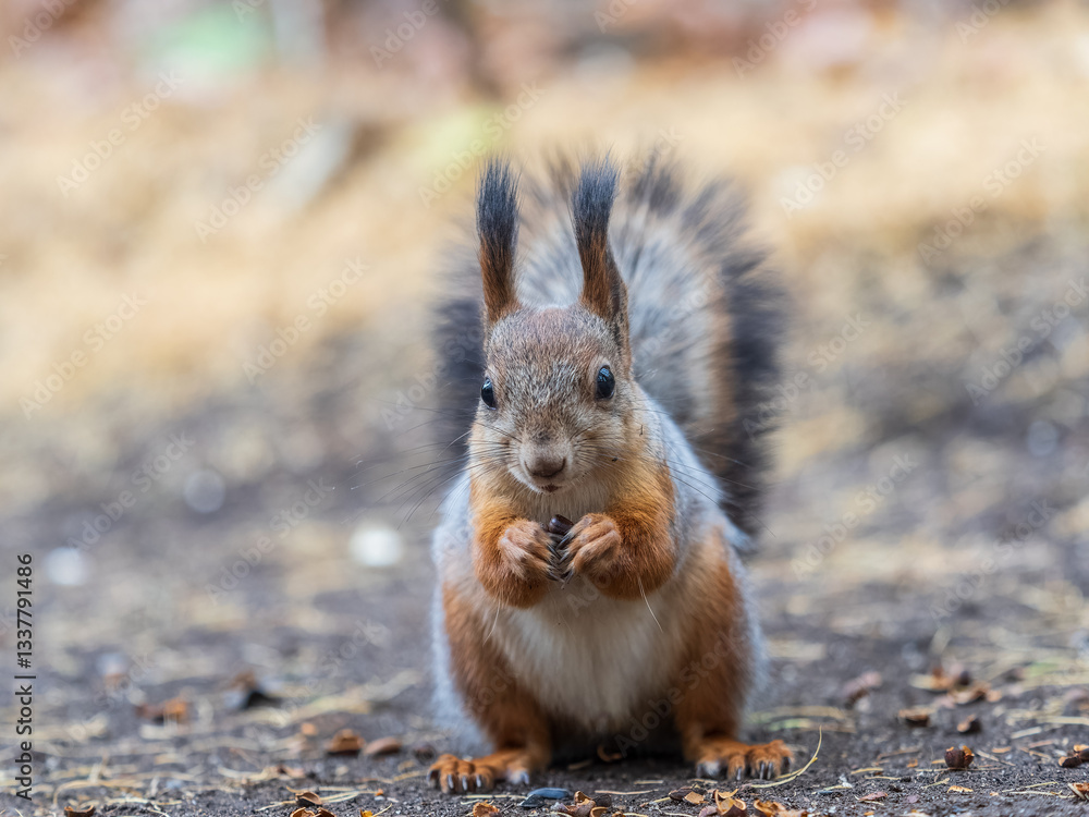 Fototapeta premium Squirrel in autumn hides nuts on the green grass with fallen yellow leaves
