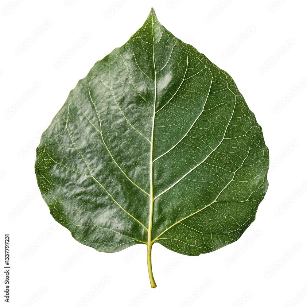 Obraz premium cottonwood tree leaf isolated on transparent background