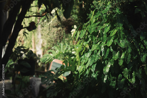 Green Leave Foliage Forest,...