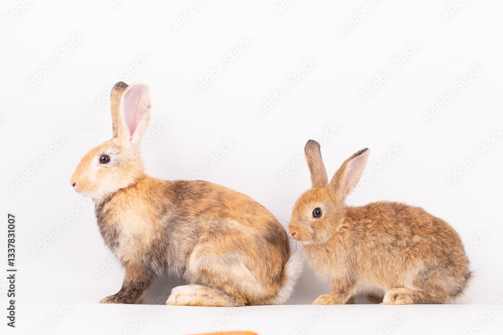 Adorable Pet Rabbit, Cute Fluffy, White Mammal with Large Ears on Background, Showcasing Its Small, Furry, Domestic Nature, Perfect for Easter Celebrations and Farm Enthusiasts Adorable Pet Rabbit, Cute Fluffy, White Mammal with Large Ears on Background, Showcasing Its Small, Furry, Domestic Nature, Perfect for Easter Celebrations and Farm Enthusiasts