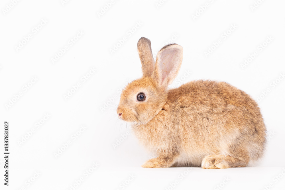 Adorable Pet Rabbit, Cute Fluffy, White Mammal with Large Ears on Background, Showcasing Its Small, Furry, Domestic Nature, Perfect for Easter Celebrations and Farm Enthusiasts Adorable Pet Rabbit, Cute Fluffy, White Mammal with Large Ears on Background, Showcasing Its Small, Furry, Domestic Nature, Perfect for Easter Celebrations and Farm Enthusiasts