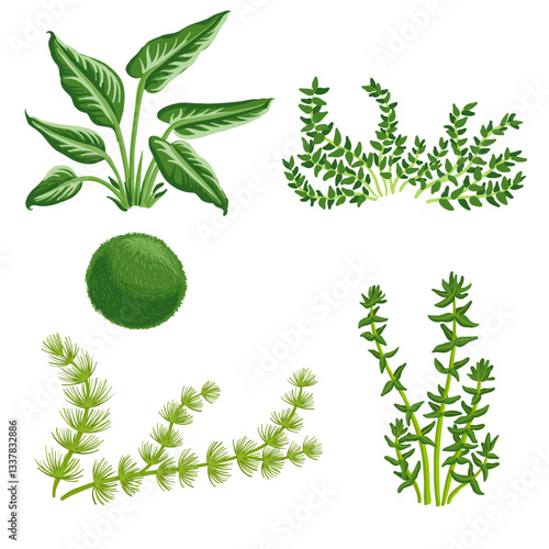 vector drawing aquarium algae , green seaweed, water plants, Cladophora ball, coontails, Java moss, elodea and anubias, isolated at white background, hand drawn illustration