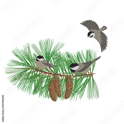 vector drawing branch of Weymouth pine tree with green leaves and cones and birds, black-capped chickadee, hand drawn Pinus strobus and Poecile atricapillus, isolated nature design element