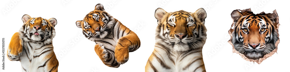 Fototapeta premium Close up portraits of fierce and powerful tigers showcasing their striking orange and black striped fur piercing eyes and formidable claws in their natural environment