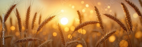 Golden wheat field bathed in warm sunset light, harvest season beauty, agricultural scenery in summer