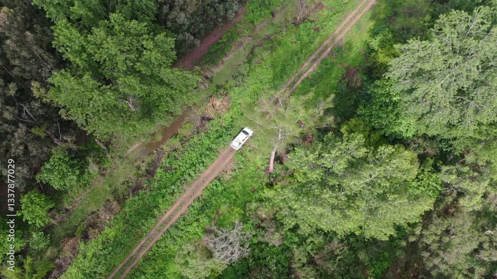 Aerial top-down shot of a white car driving along a dirt road surrounded by dense green trees and vegetation. A remote and peaceful natural setting. Aerial top-down shot of a white car driving along a dirt road surrounded by dense green trees and vegetation. A remote and peaceful natural setting.