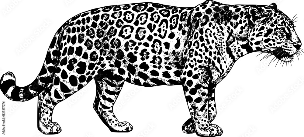 Silhouette of a leopard vector
