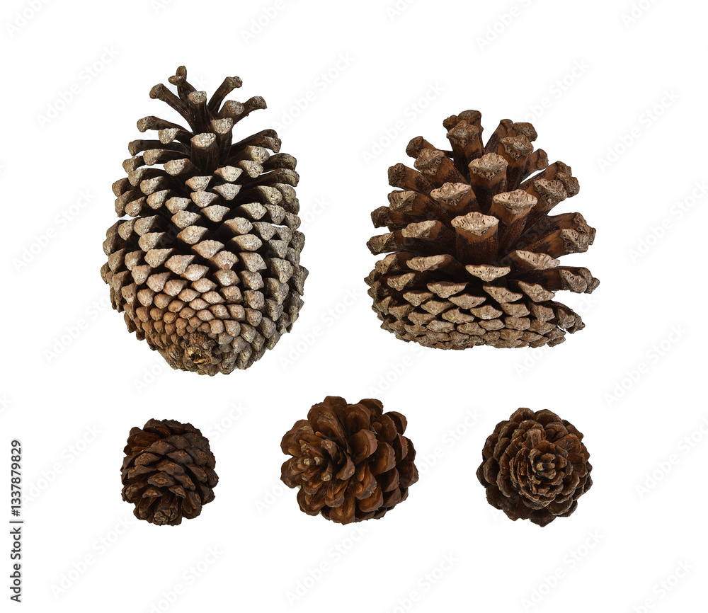 Brown pine cone isolated on transparen png. Brown pine cone isolated on transparen png.