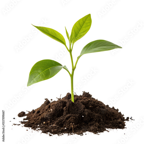 Wallpaper Mural young plant growing from soil Torontodigital.ca