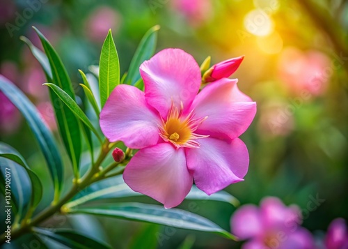 Vibrant Pink Oleander Flower in Lush Garden - Ample Copy Space