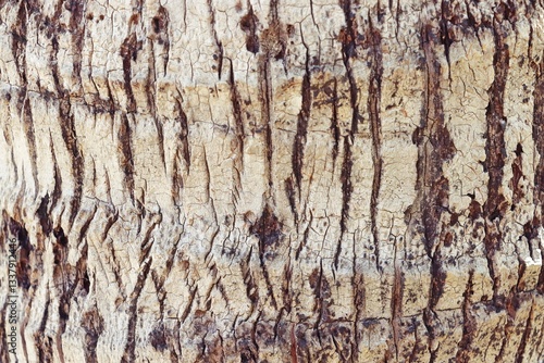 Cracked white tree bark texture background
