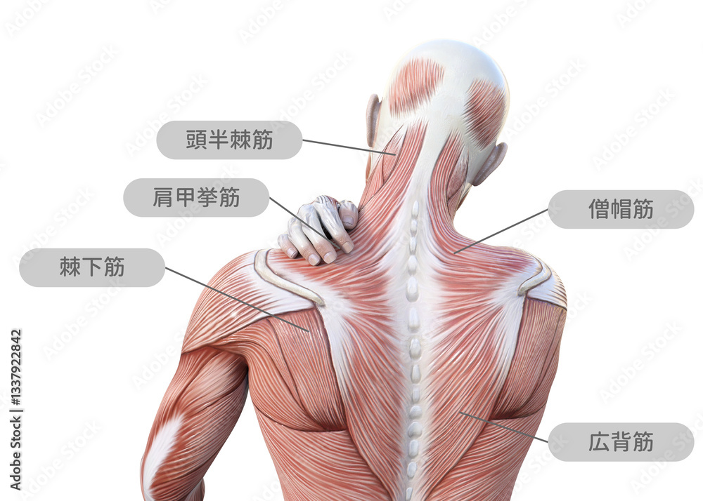 肩こりで肩を押さえる人体解剖図の男性と筋肉の部位の名称 上半身後ろ姿
