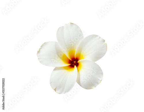 Wallpaper Mural frangipani flower isolated on white Torontodigital.ca