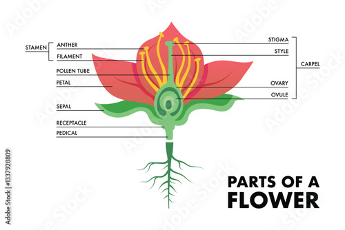 Parts of a flower colored vector illustration