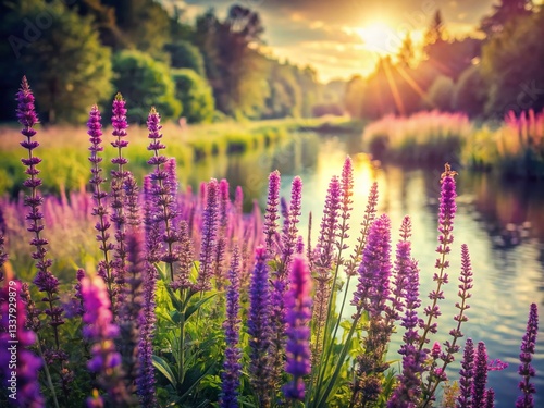 Vintage Salvia Meadow Riverbank: Sun-Drenched Floral Landscape Photography