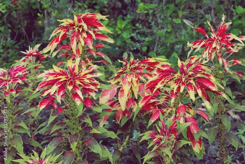 Amaranthus tricolor or Joseph's coat plant in a garden