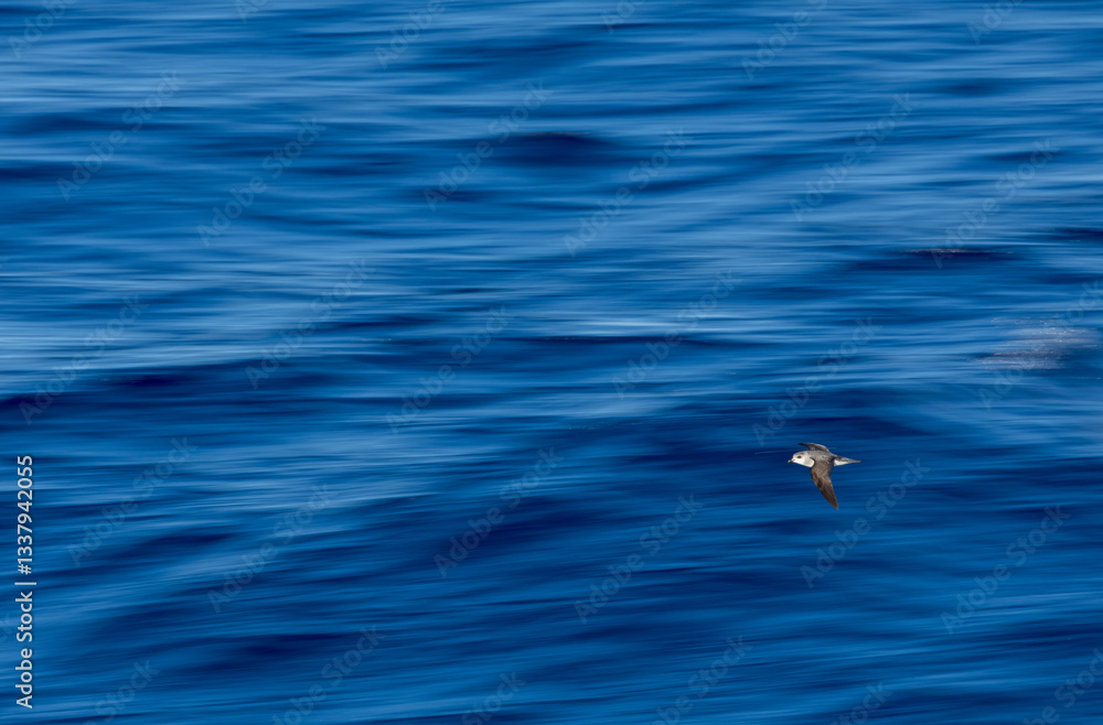 Black-winged Petrel, Pterodroma nigripennis