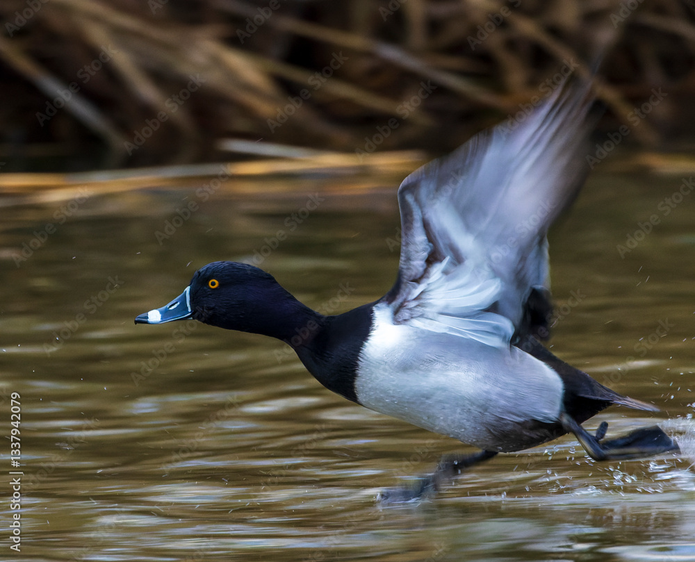 Ring-necked Duck, Aythya collaris