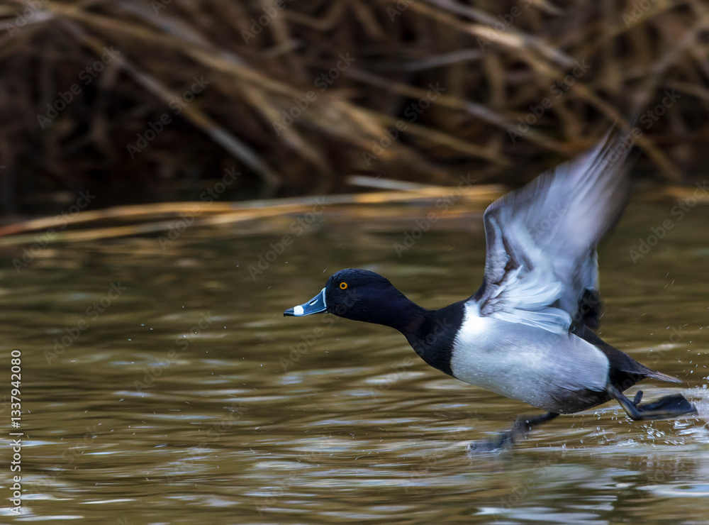 Ring-necked Duck, Aythya collaris