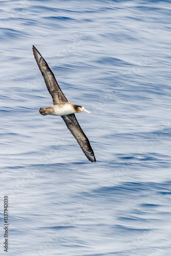 Obraz na płótnie Short-tailed Albatross, Phoebastria albatrus w salonie