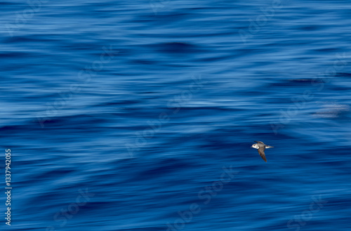 Obraz na płótnie Black-winged Petrel, Pterodroma nigripennis w salonie