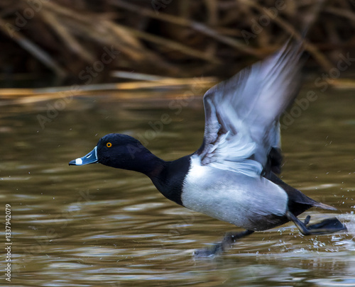 Ring-necked Duck, Aythya collaris