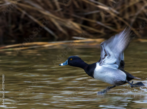 Obraz na płótnie Ring-necked Duck, Aythya collaris w salonie