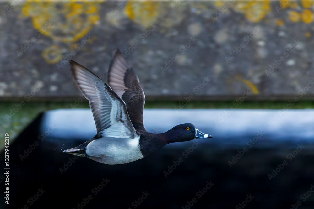 Ring-necked Duck, Aythya collaris
