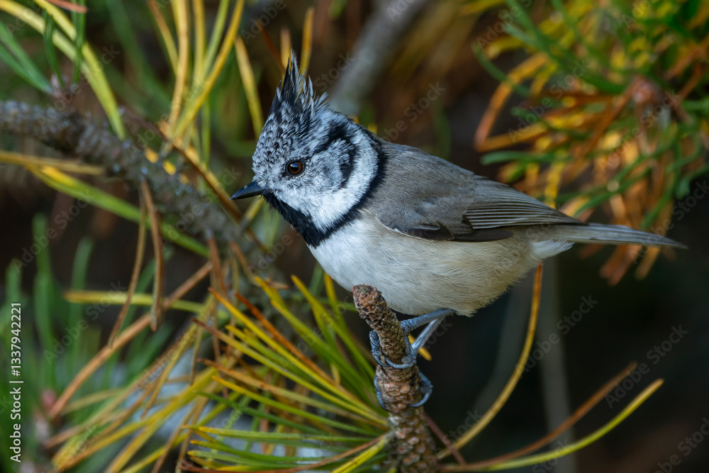 Crested Tit, Lophophanus cristatus