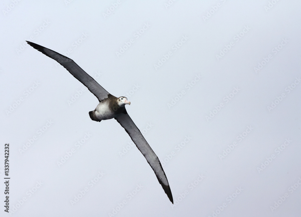 Tristan Albatross, Diomedea dabbenena