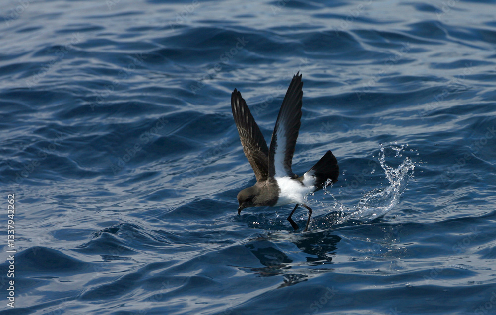 Gough Black-bellied Storm-Petrel, Fregetta tropica melanoleuca