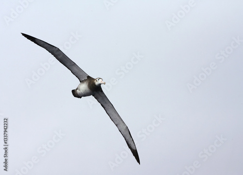 Obraz na płótnie Tristan Albatross, Diomedea dabbenena w salonie
