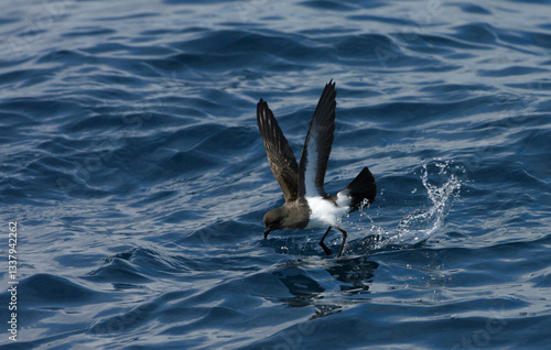 Obraz na płótnie Gough Black-bellied Storm-Petrel, Fregetta tropica melanoleuca w salonie