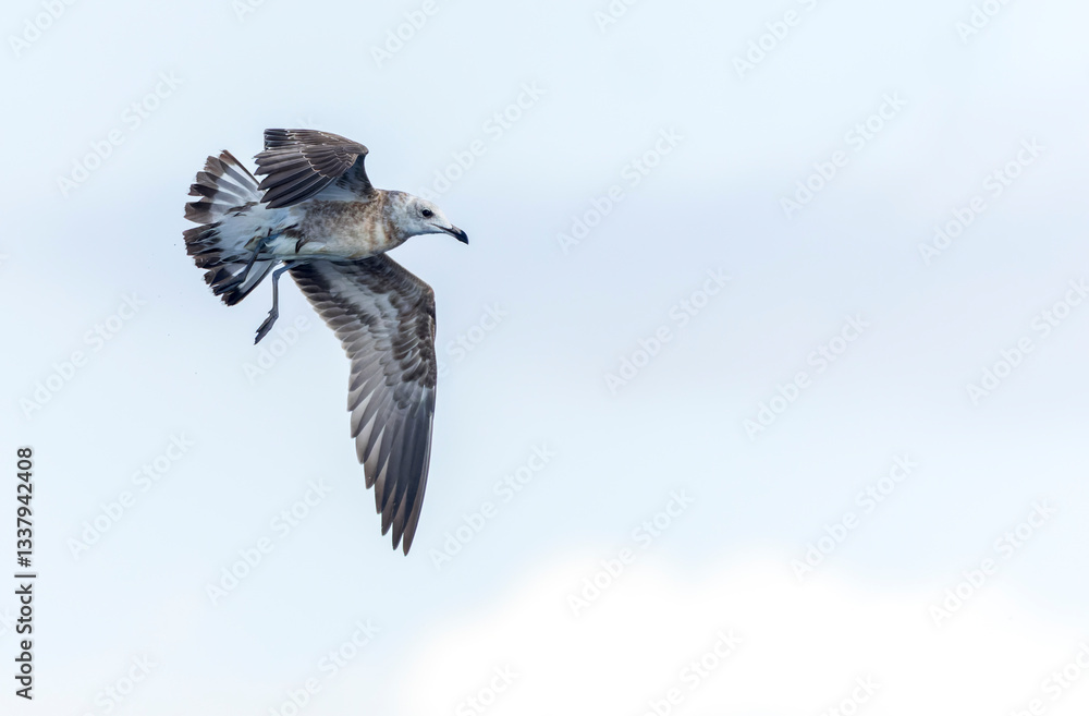 Audouin's Gull, Ichthyaetus audouinii
