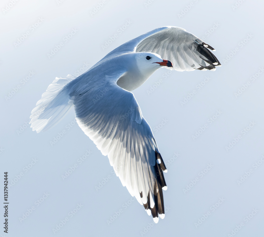 Audouin's Gull, Ichthyaetus audouinii