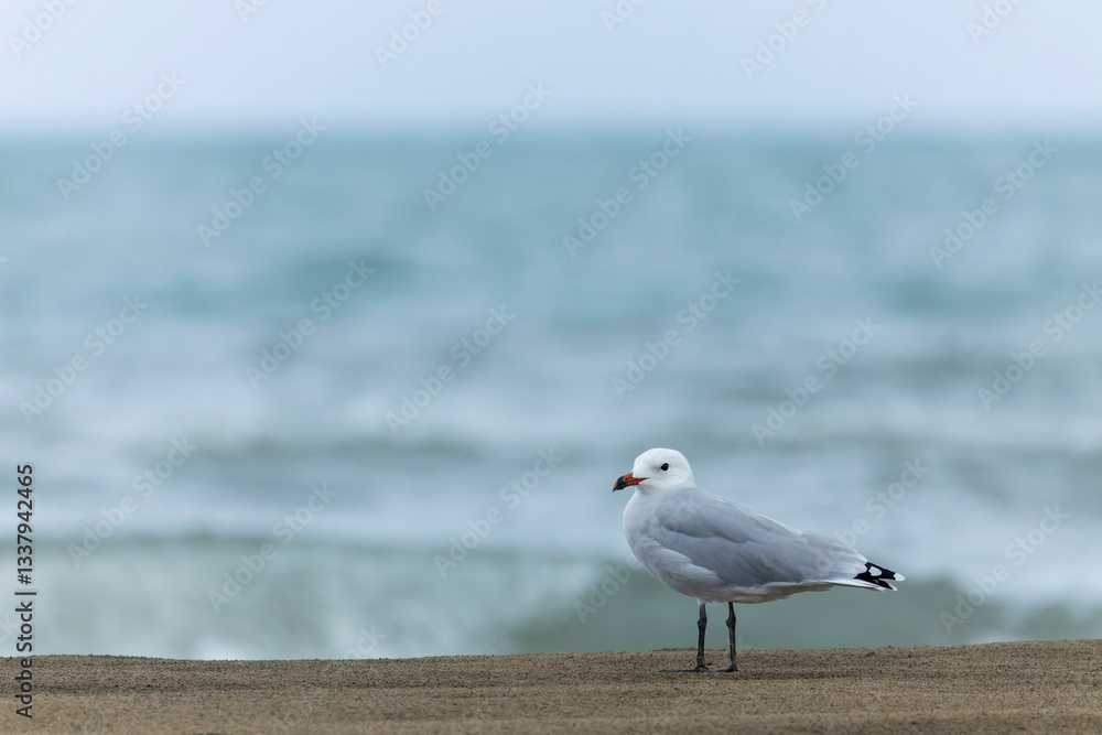Audouin's Gull, Ichthyaetus audouinii