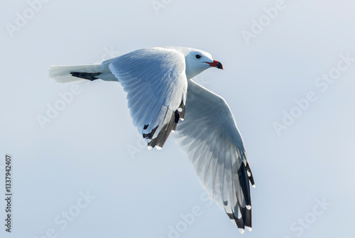 Obraz na płótnie Audouin's Gull, Ichthyaetus audouinii w salonie