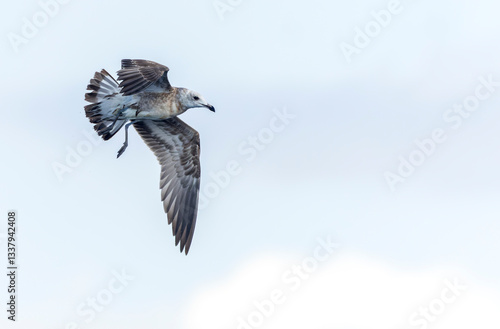 Obraz na płótnie Audouin's Gull, Ichthyaetus audouinii w salonie