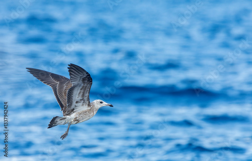 Obraz na płótnie Audouin's Gull, Ichthyaetus audouinii w salonie