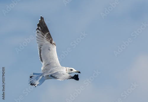 Obraz na płótnie Audouin's Gull, Ichthyaetus audouinii w salonie