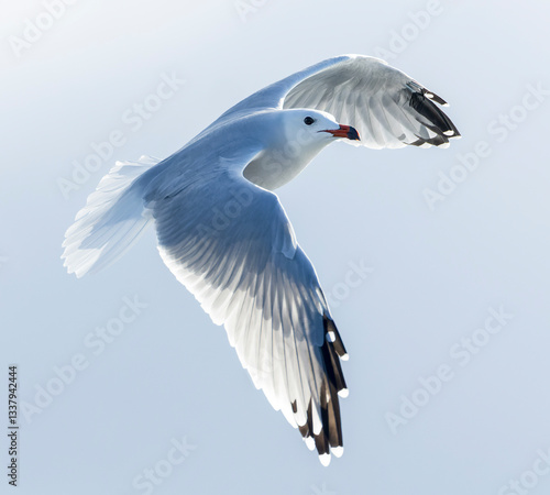 Obraz na płótnie Audouin's Gull, Ichthyaetus audouinii w salonie