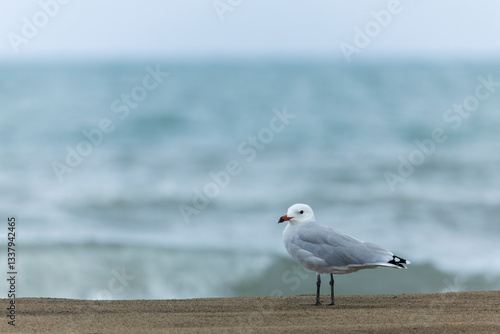 Obraz na płótnie Audouin's Gull, Ichthyaetus audouinii w salonie