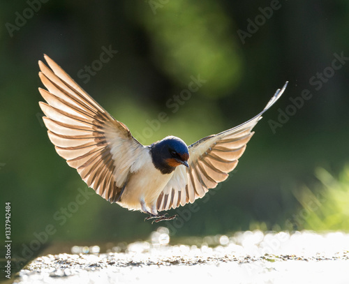Obraz na płótnie Barn Swallow, Hirundo rustica w salonie