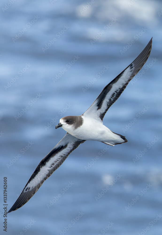 Bermuda Petrel, Pterodroma cahow