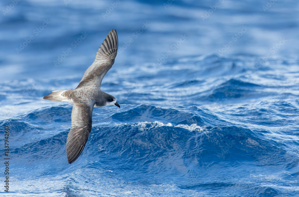 Bermuda Petrel, Pterodroma cahow