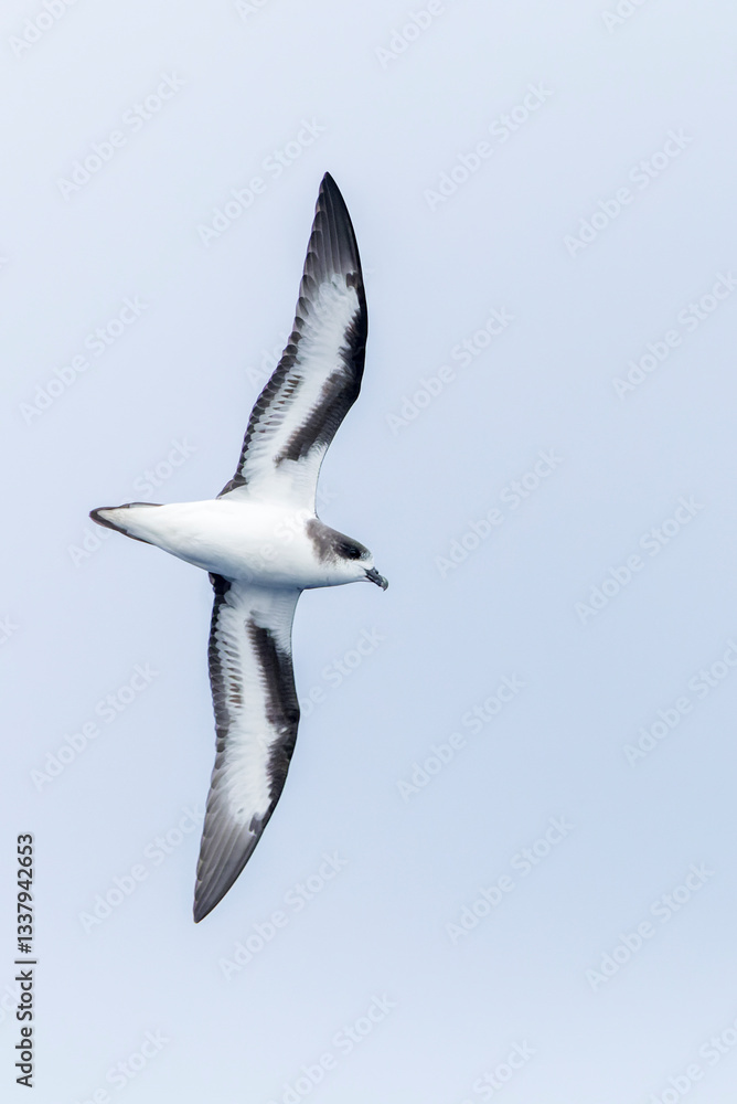 Bermuda Petrel, Pterodroma cahow