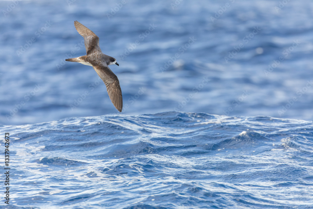 Bermuda Petrel, Pterodroma cahow