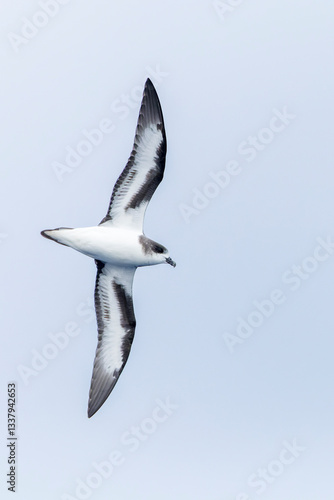 Obraz na płótnie Bermuda Petrel, Pterodroma cahow w salonie