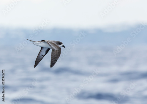 Obraz na płótnie Bermuda Petrel, Pterodroma cahow w salonie