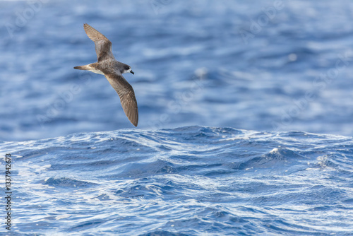Obraz na płótnie Bermuda Petrel, Pterodroma cahow w salonie